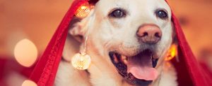 Christmas dog goes to the vet