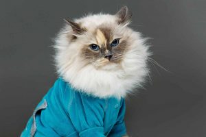 cold cat