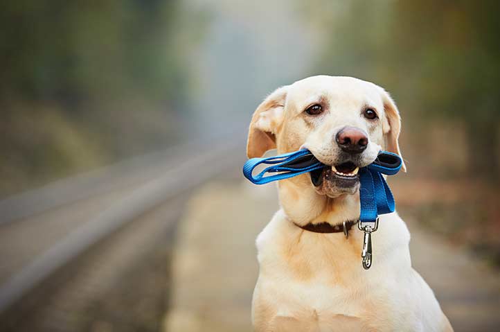 Dog walk wellness